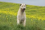IRISH WOLFHOUND 060